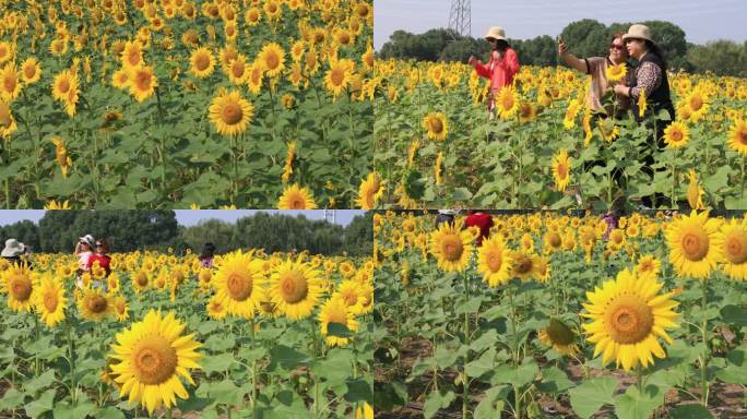 【合集】向日葵花海赏花