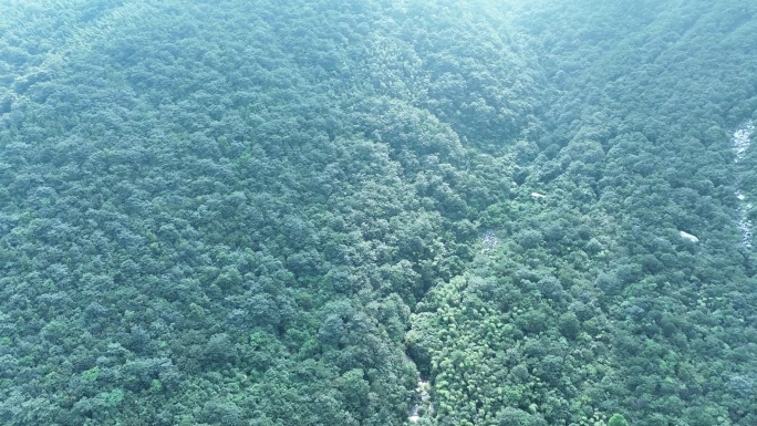 森林航拍绿色植被俯拍树林原始森林植物风光