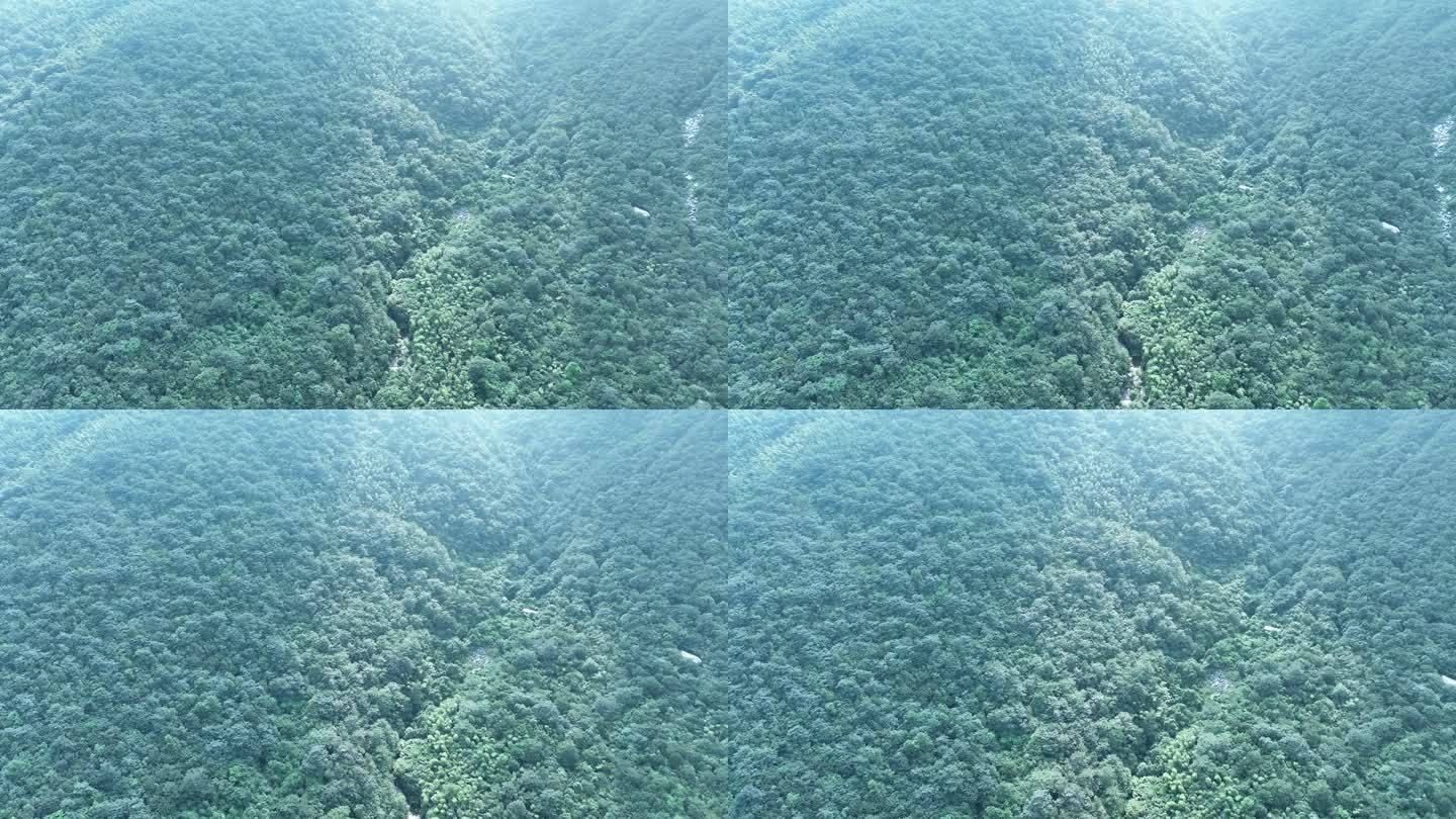 森林航拍绿色植被俯拍树林原始森林植物风光