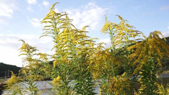 加拿大一枝黄花 外来入侵物种