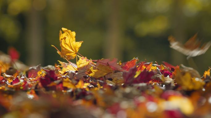满地的落叶唯美秋季秋天秋立秋枫叶红叶树叶
