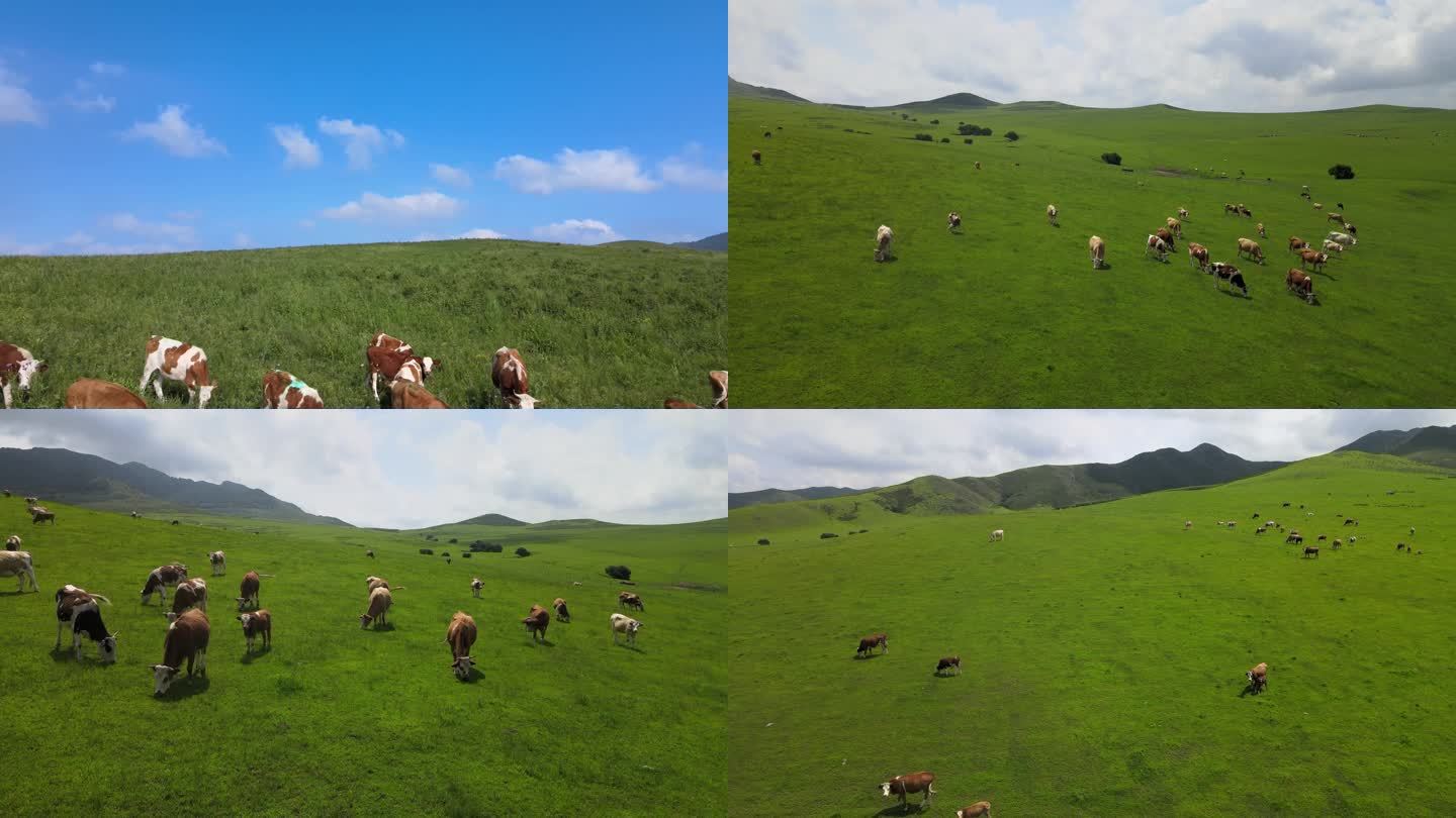 内蒙古科尔沁草原呼伦贝尔伊犁草原放牧牛群