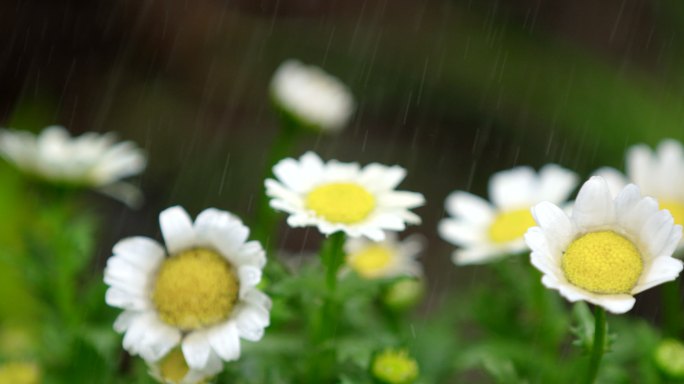 春天 雨水 大滨菊