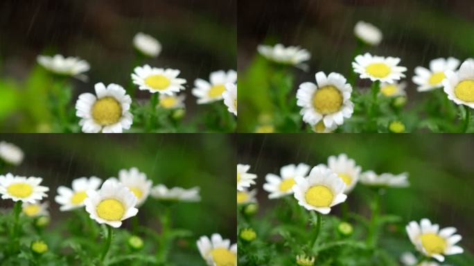 春天 雨水 大滨菊