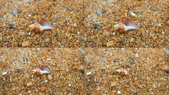 4K原创 被沙粒埋没的海螺