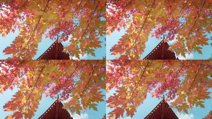 枫叶枫叶屋檐林树叶红叶秋季秋天秋枯叶