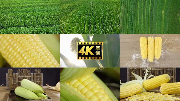 玉米地种植苞米广告片宣传片