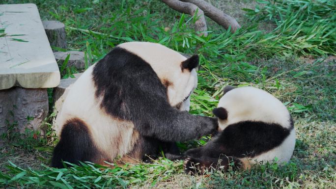 大熊猫渝可渝爱日常生活