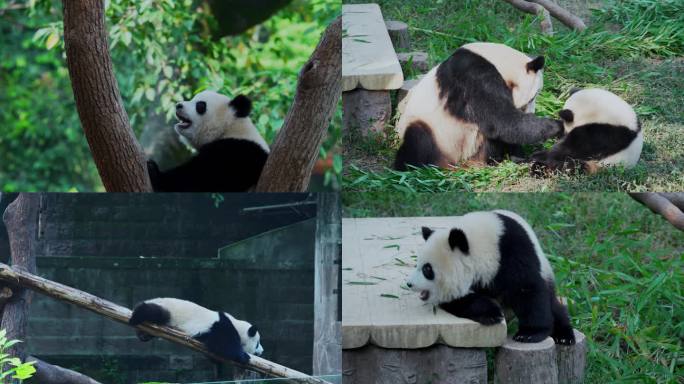 大熊猫渝可渝爱日常生活