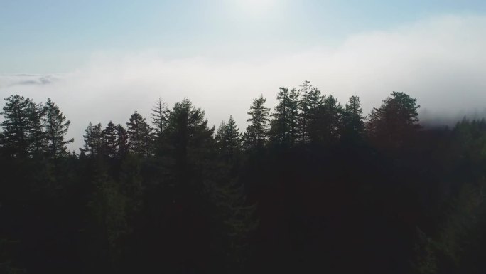 美国北加州红木国家森林，一架无人机在低空云层上拍摄。摄像机从林木线以下开始，然后上升，然后倾斜到雾蒙
