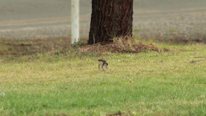 小鸡蒙面田凫鸻啄食觅食和行走在草地上。马弗拉，吉普斯兰，维多利亚，澳大利亚。白天