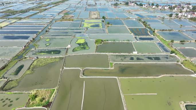 水产养殖现代农业螃蟹水塘