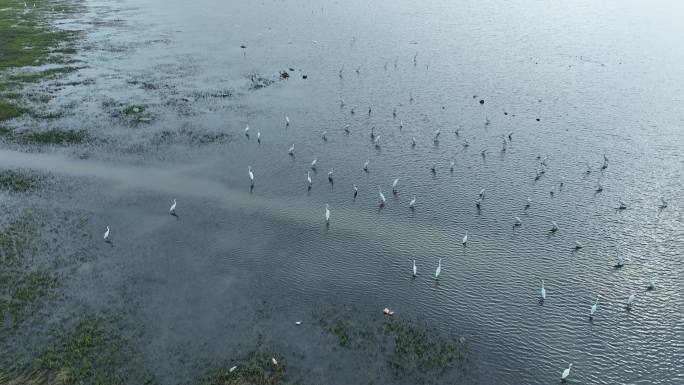 湖泊飞鸟白鹭沼泽湿地干枯的湖泊湖面鸟群飞