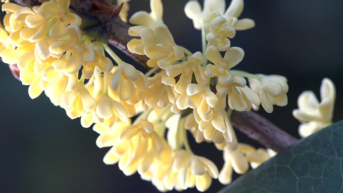 桂花金秋中秋桂花特写