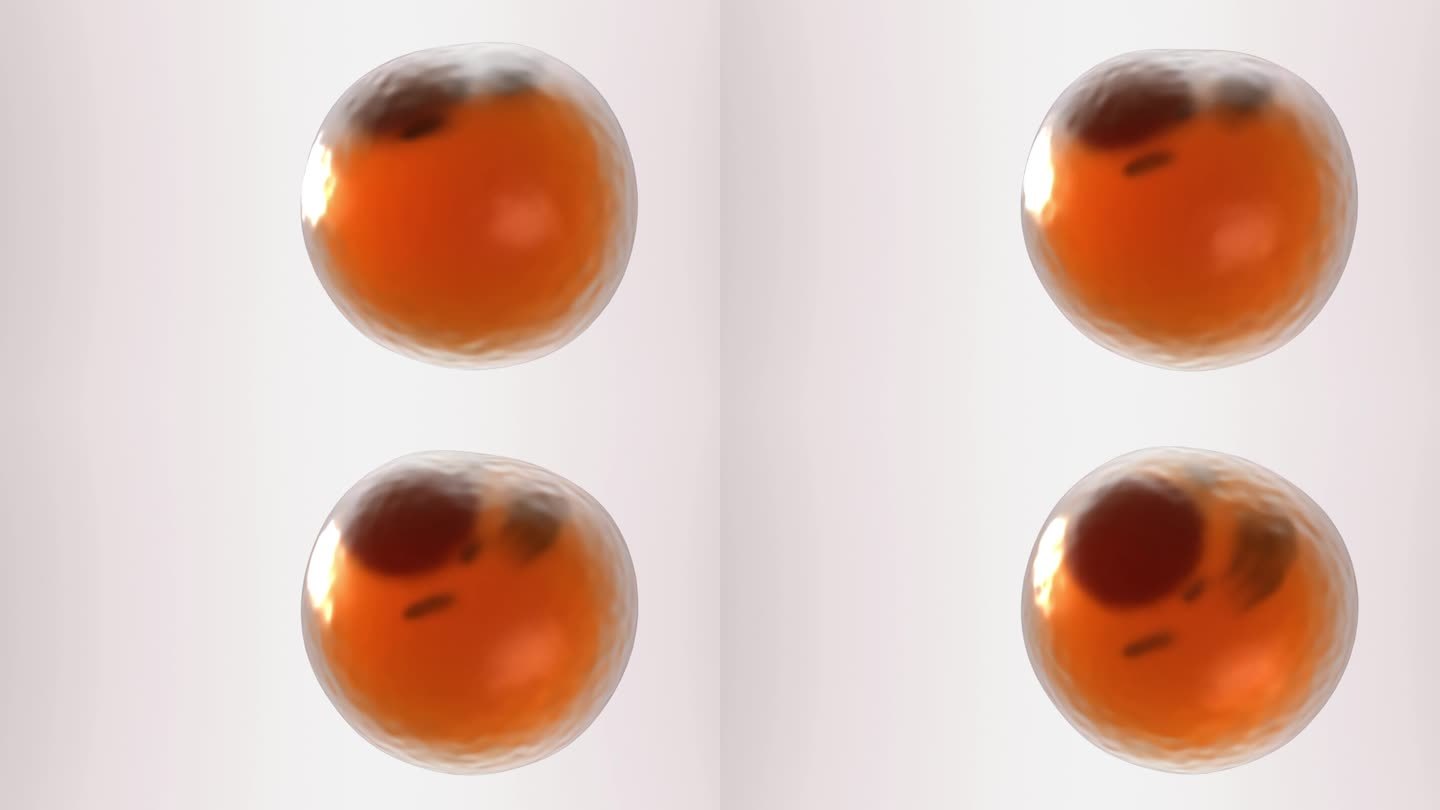脂肪细胞三维模型圆球运动医学实验试验