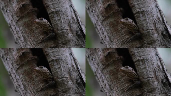 泰国云虎(Varanus nebulosus Thailand)环顾四周，从洞穴下看，皮肤上有可爱的