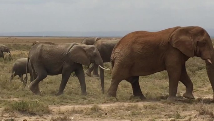 肯尼亚   大象 小象 象群