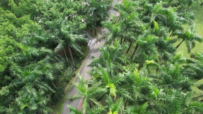 中心公园椰子树