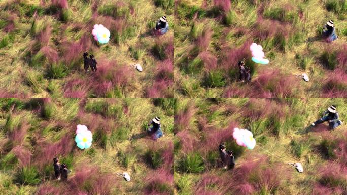 航拍户外秋天粉黛子草花海中拍照的少女