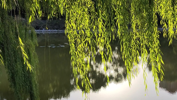 阳光垂柳