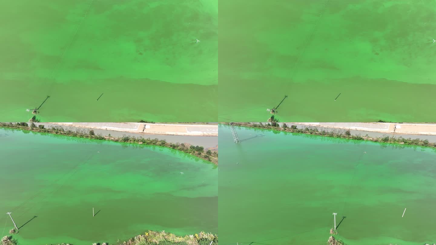 湖水绿藻 巢湖蓝藻 水域生态 水流环境
