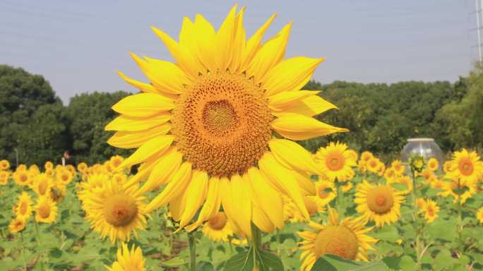 【合集】唯美向日葵 花海