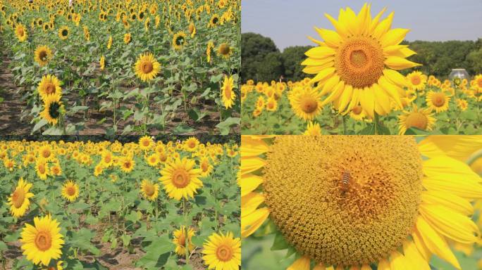 【合集】唯美向日葵 花海