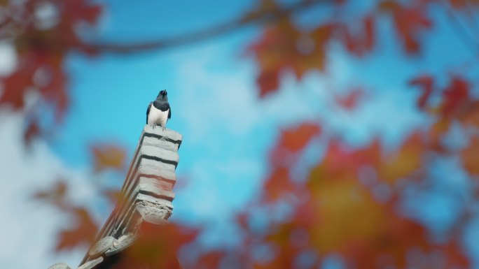 一只起飞的鸟飞鸟喜鹊秋季秋天秋季唯美