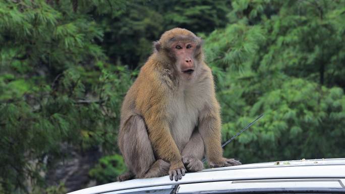 西藏吉隆镇车顶猕猴