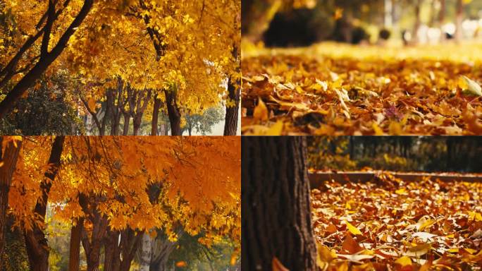 秋天风吹落叶-阳光穿过大树秋意秋景