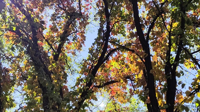 风中的秋树红叶色彩缤纷