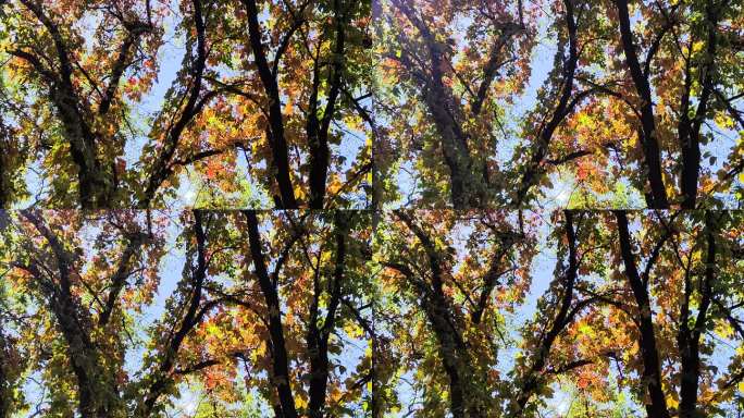 风中的秋树红叶色彩缤纷