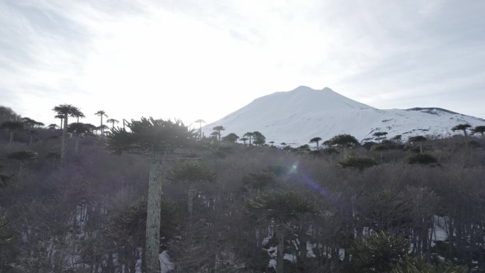 巴塔哥尼亚火山脚下的阿劳卡利亚森林