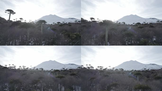 巴塔哥尼亚火山脚下的阿劳卡利亚森林