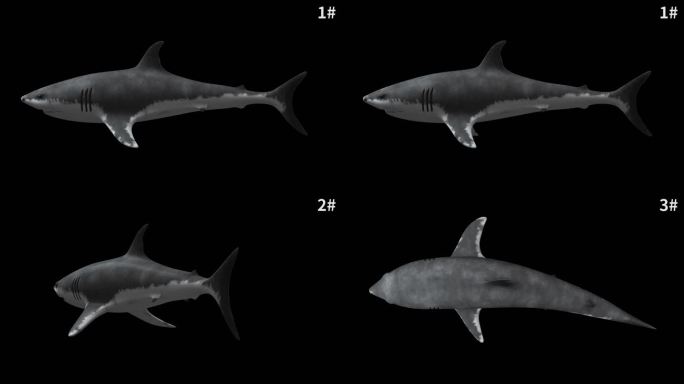 四款鲨鱼游动视频素材带通道合集