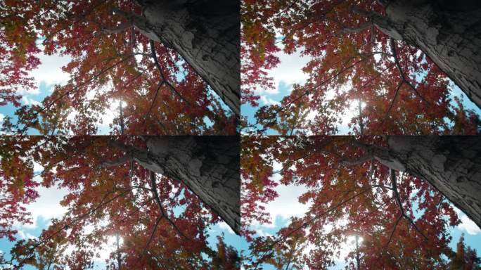 秋季秋天秋季唯美枫叶红叶树叶秋风立秋秋天