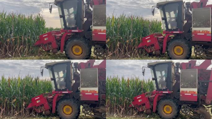 农业丰收收割机收玉米原视频