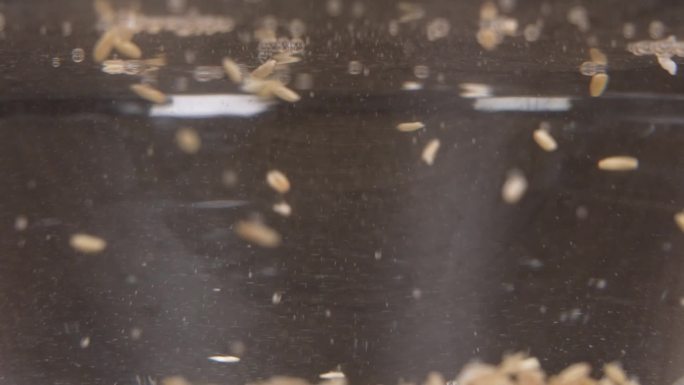 燕麦米掉落在水中散开镜头