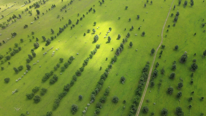 草原人工植树造林