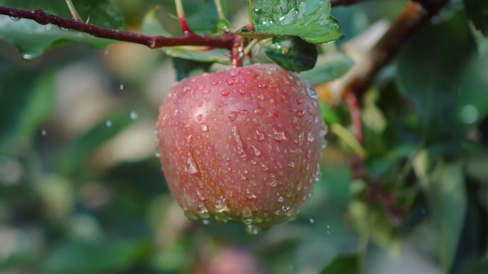 苹果红苹果红富士雨滴滴水果树果园水滴农业