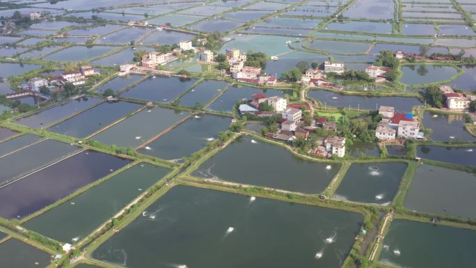 虾塘  对虾  水产 养殖 乡村振兴