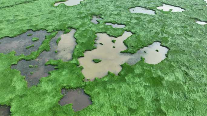 沼泽湿地干枯的湖泊枯水期草地