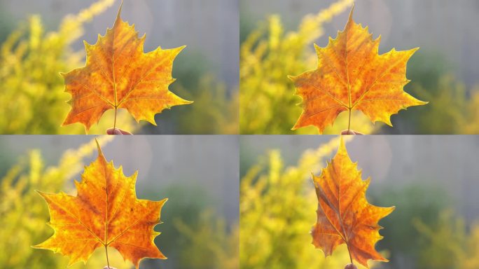 早晨  逆光  枫叶  秋日