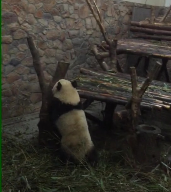 小雄猫  大熊猫 国家一级保护动物