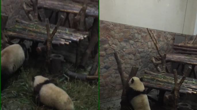 小雄猫  大熊猫 国家一级保护动物