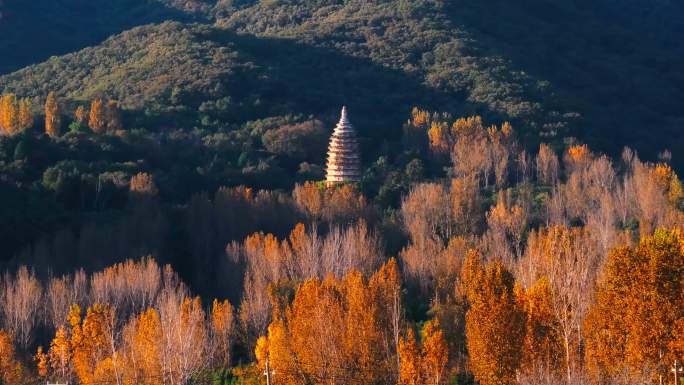 郑州登封嵩山嵩岳寺塔秋色