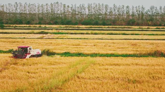 5K稻子收割 丰收季节 机械化生产