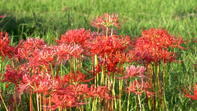 彼岸花曼珠沙华石蒜龙爪花