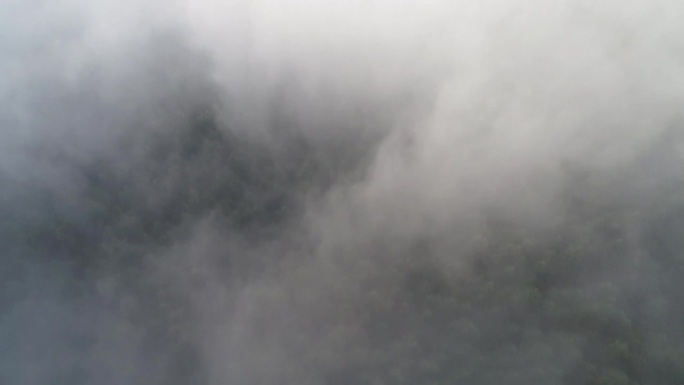 美国北加州红木国家森林，一架无人机在低空云层上拍摄。相机开始向下直视，然后慢慢向上倾斜，以显示天空中