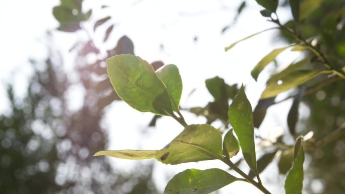 阳光灿烂，背光马黛茶叶在森林里